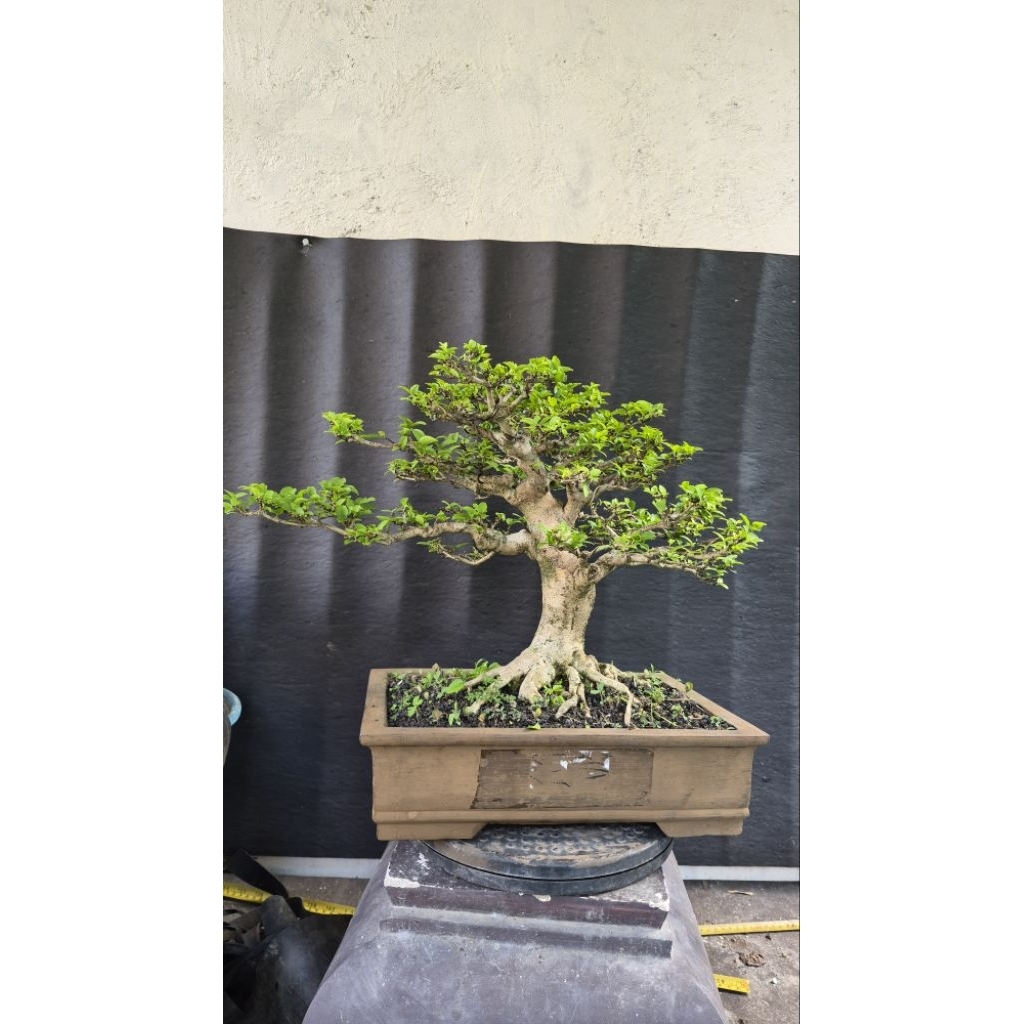 bonsai smol anting putri 2 pohon siap kontes