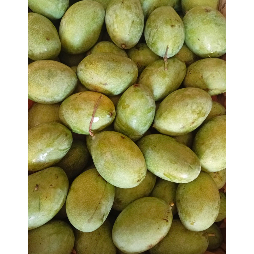 Mangga Manalagi 1kg Buah Segar Manis Legit Fresh Petik Harian Buah Lokal Premium Siap Makan