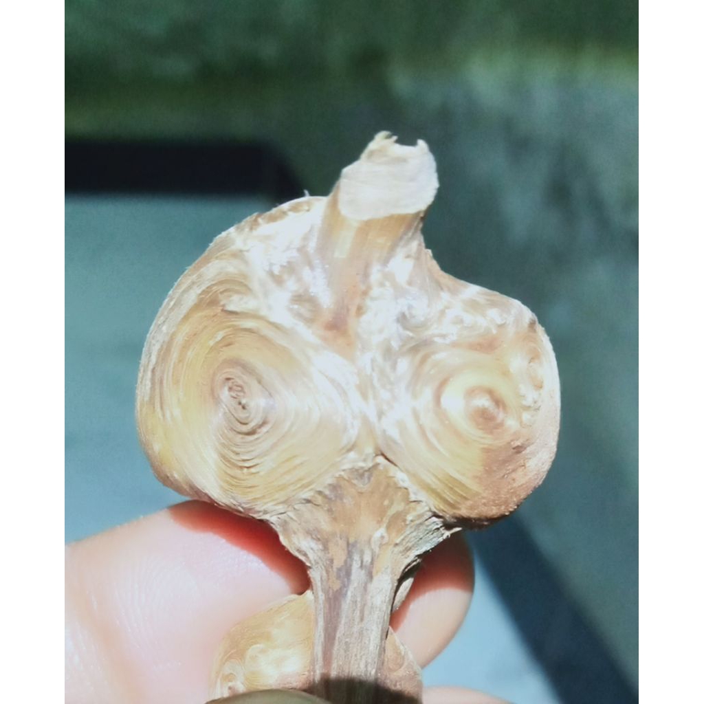 kayu puser bumi mata dewa langka Jepara