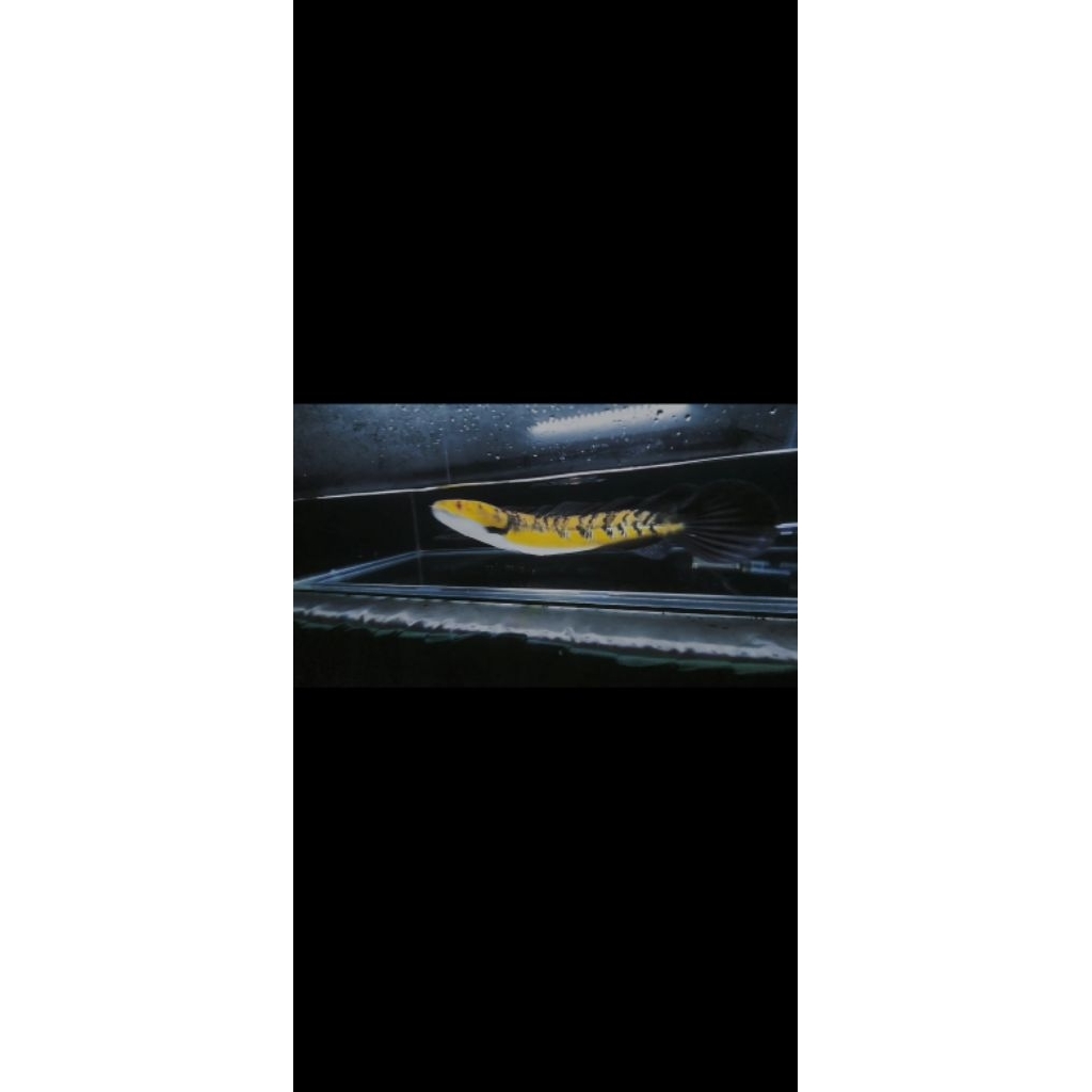 Ikan Hias Channa Maru YS - Warna Maru YS, Ukuran 10cm-15cm, Mental Kaca