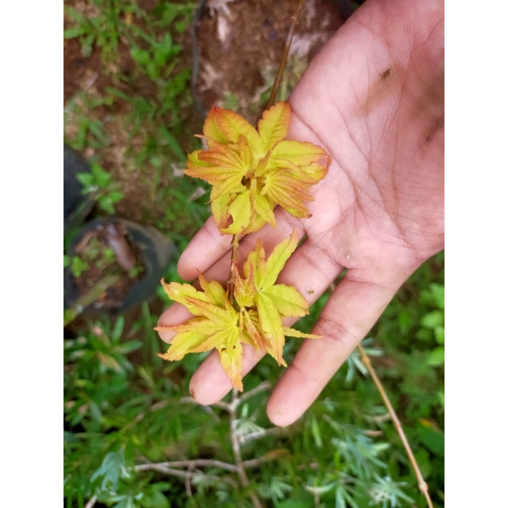 Japanese Golden Maple/ Golden Maple Japanese