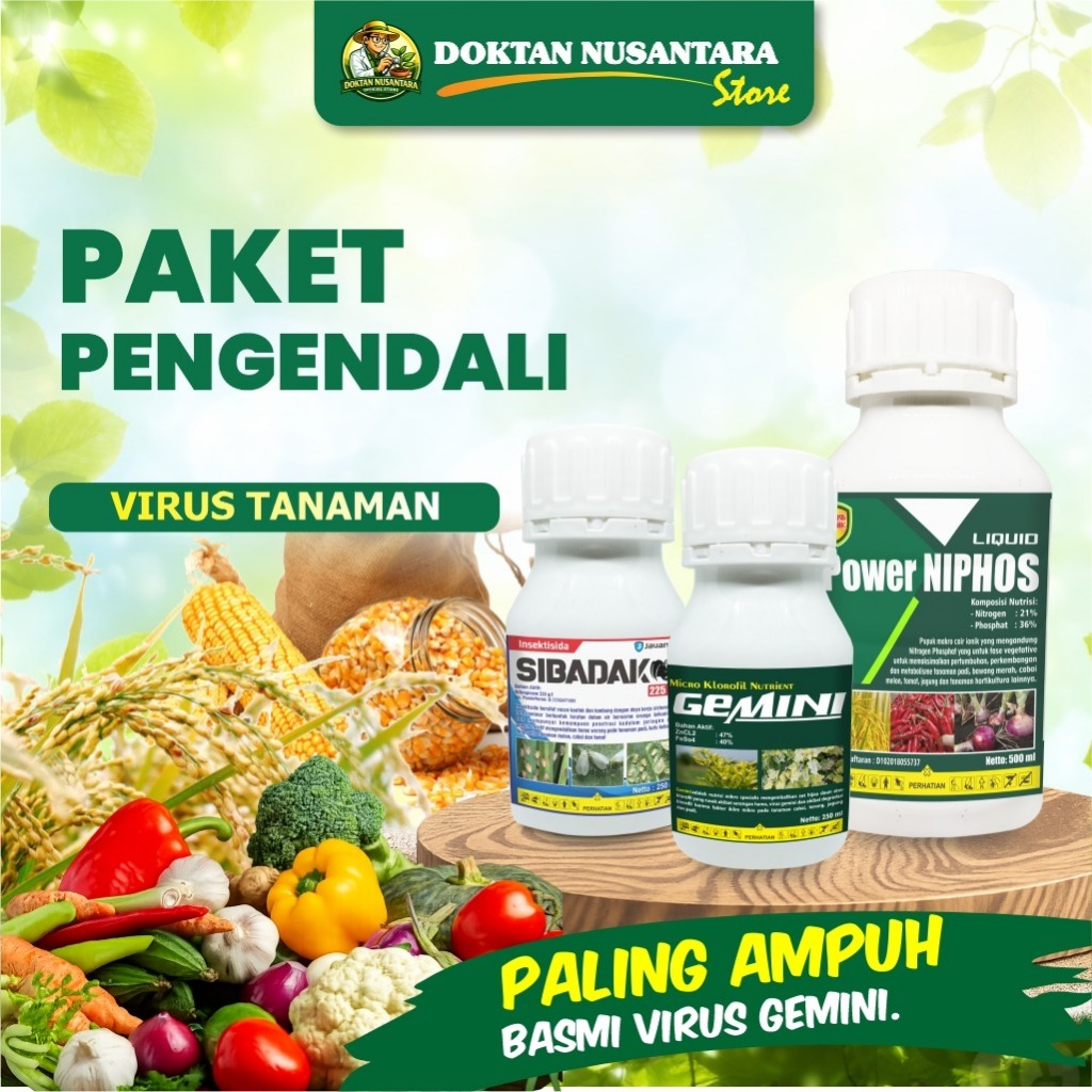 GEMINI_SIBADAK_POWER NIPHOS_Obat Atasi Virus Gemini dan Hama Pembawa Virus Daun Cabe Cabai Anti Kerd