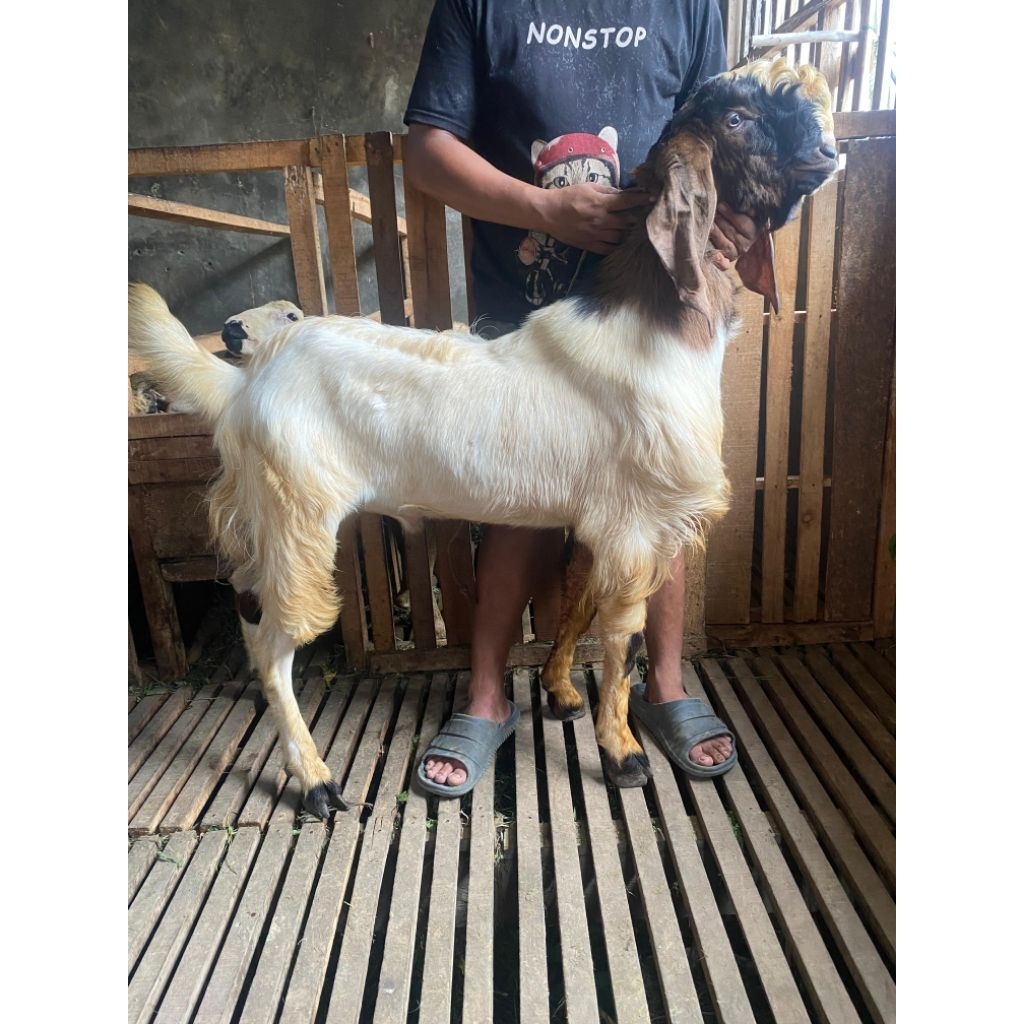 Kambing & Domba Kurban Qurban