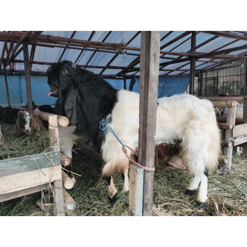 Kambing Domba Kurban Qurban Super