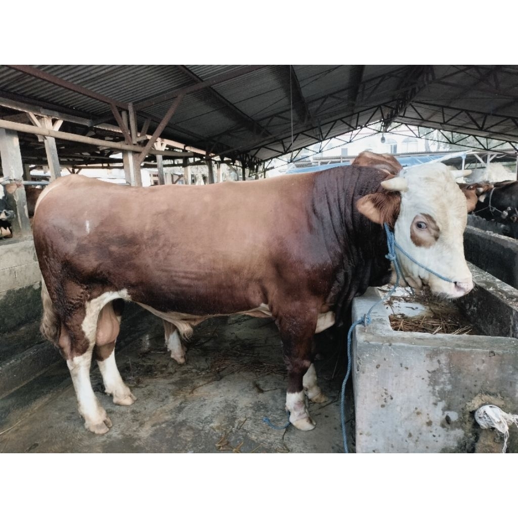 Sapi Kurban