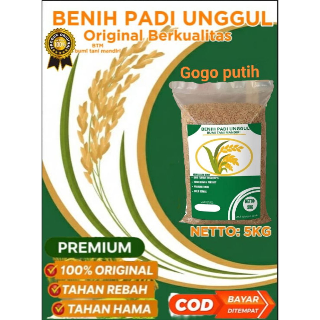 Padi Gogo putih benih unggul padi Gogo 5kg