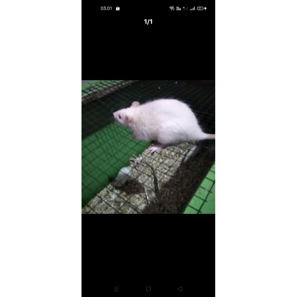 mencit rat