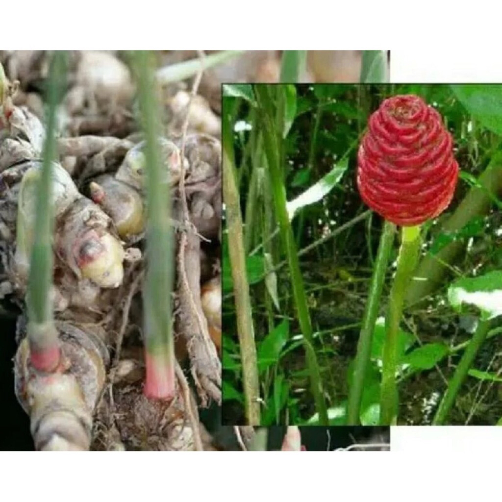 lempuyang wangi / lempuyang emprit