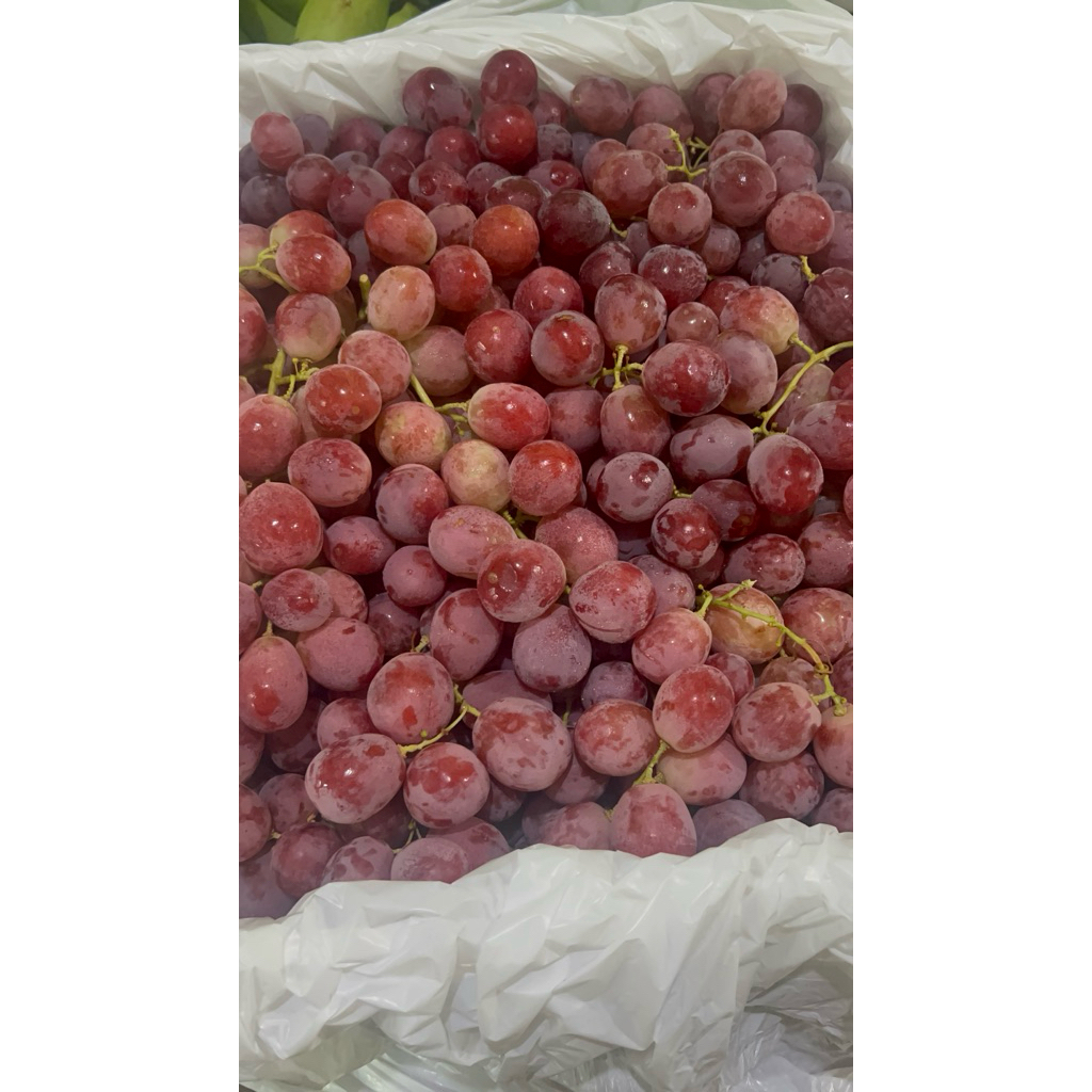 Anggur Merah Australia