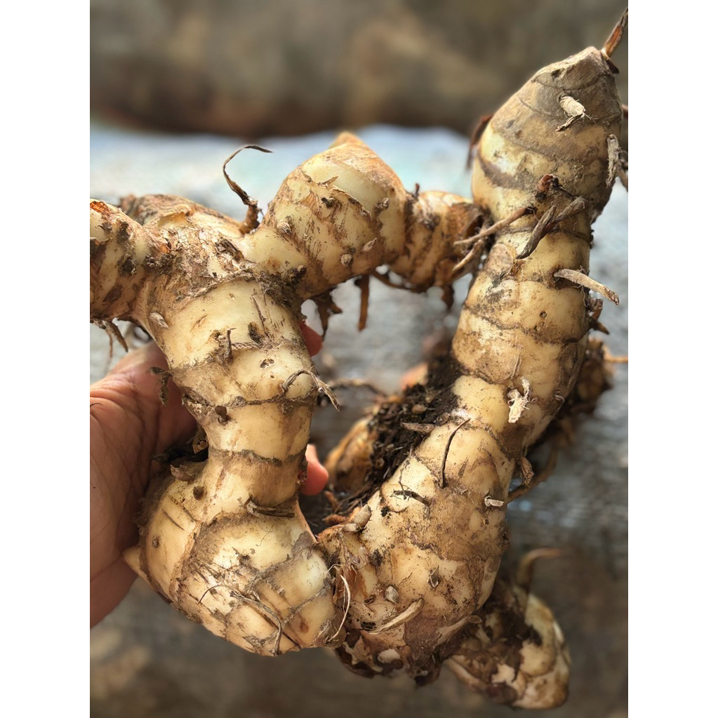 1KG Ganyong asli lereng gunung muria