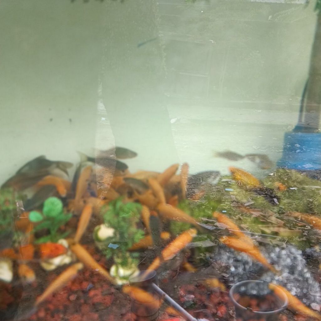 Ikan Terapi nilem