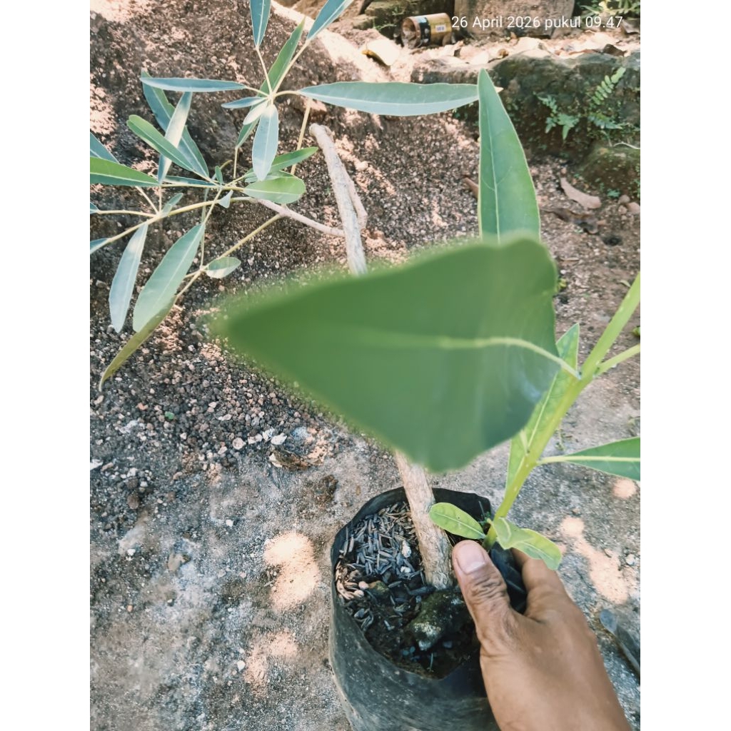 Bonsai TABEBUYA PUTIH asal jepang, BATANG BESAR