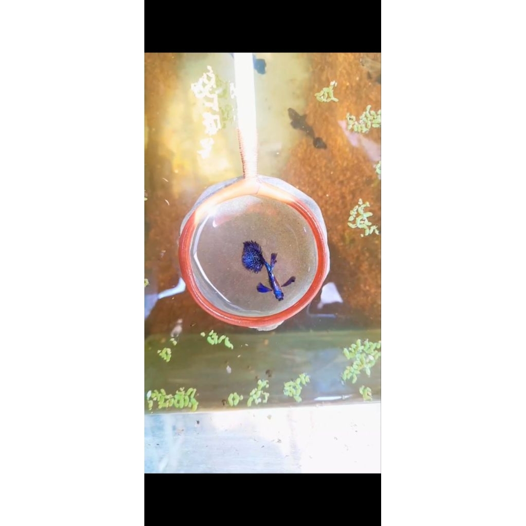 guppy purple dragon