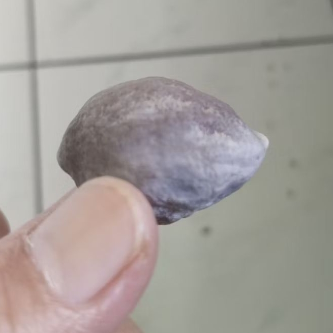 Kemiri Adu Muncang Adu Nyonyo ZT Ori Semiurgen Tua Jatuhan