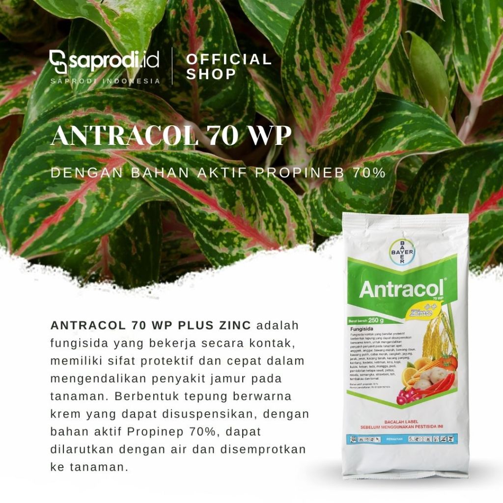 Antracol 70 WP (250 gram)