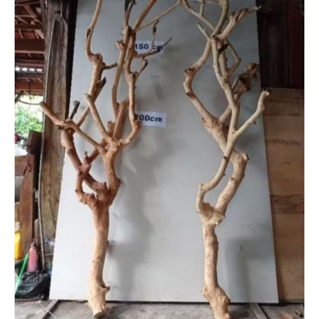 Ranting Pohon Kayu Bercabang Tinggi 150 Cm