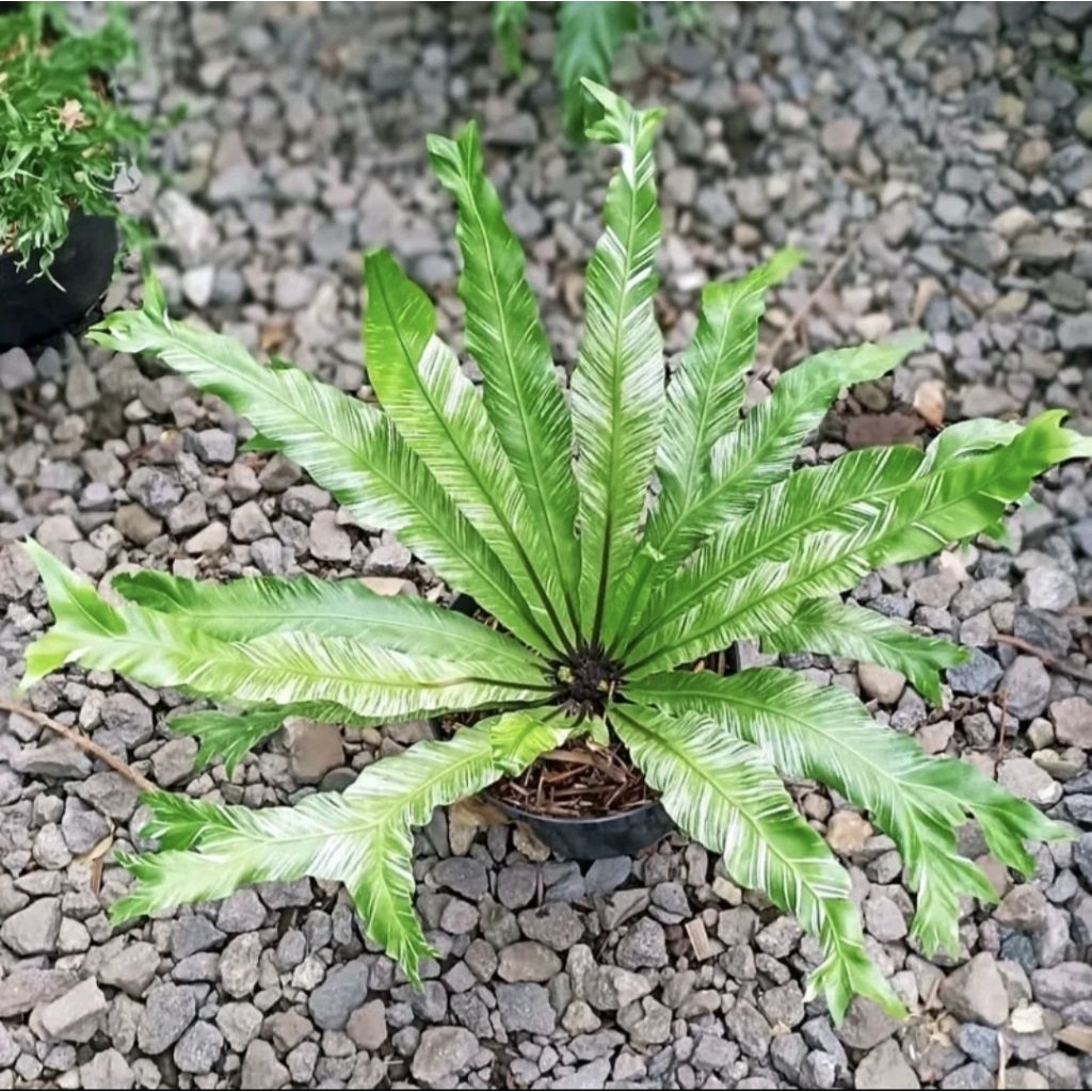 tanaman hias kadaka varigata - kadaka varigata