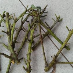 Entres / Batang Segar / Cutting Alpukat Pluwang