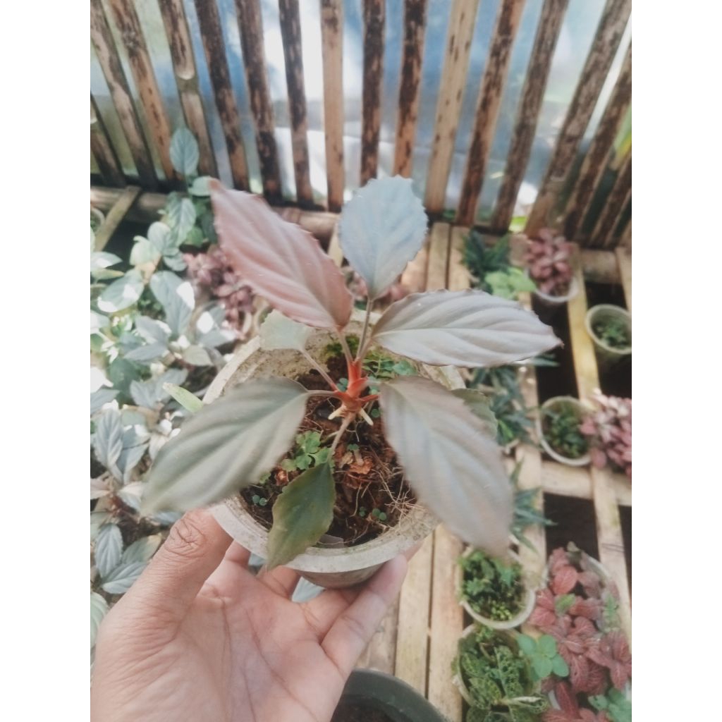 Hamalomena  silver Tanaman Hias Hidup Untuk Paludarium Tanaman Aquascape hiasan aquarium