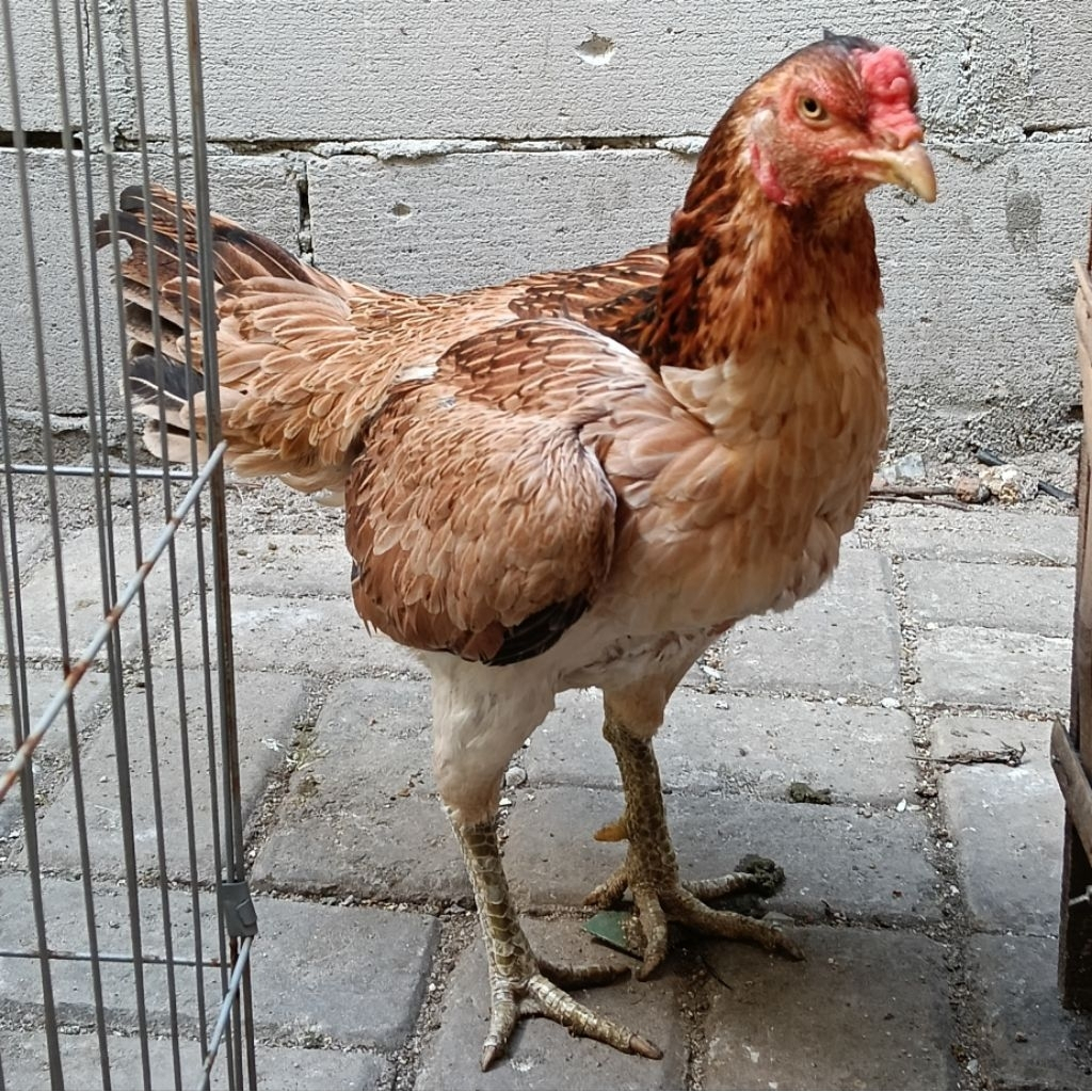 Ayam Bangkok Klasik Muda Betina Super Petelur Lokal Asli Usia 4 Bulan