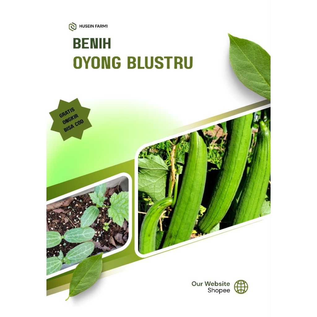 Benih Unggul (500 biji) Oyong Blustru