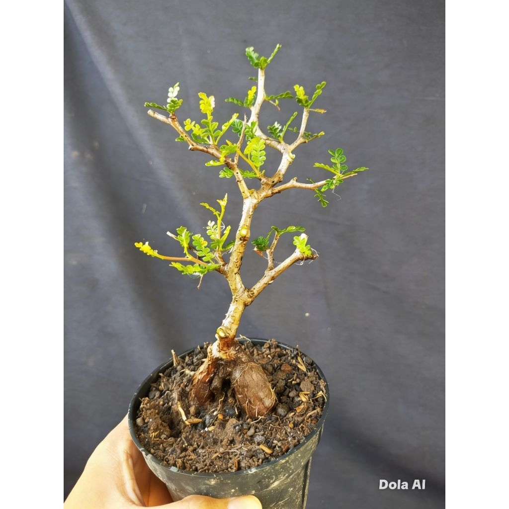 Bonsai Operculicarya pachipus Caudex