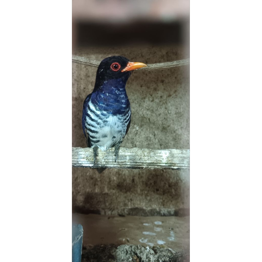 CUNGKOK VIOLET(BURUNG BUAT MASTERAN MURAI DAN C.IJO)