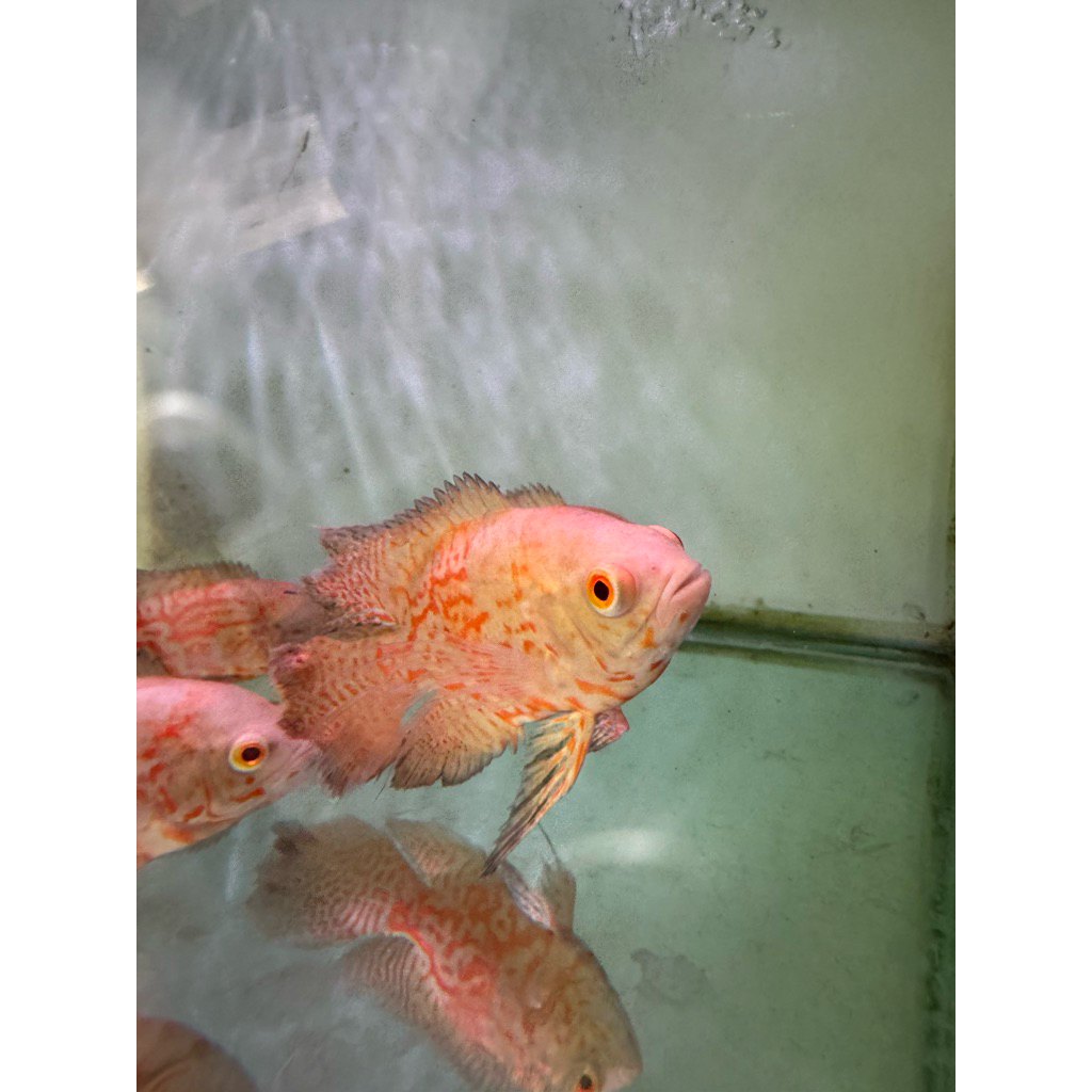 Ikan Hias Oscar nemo Slayer 10cm