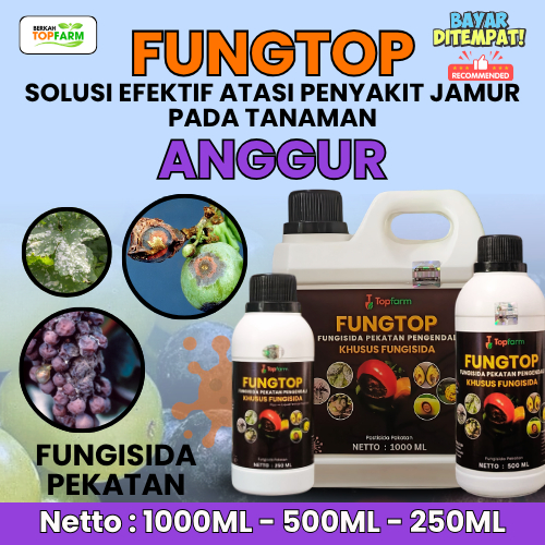 Obat Jamur Daun Anggur / Obat Jamur Buah Anggur / Fungisida Anggur / Pestisida Penyakit Jamur Tanama