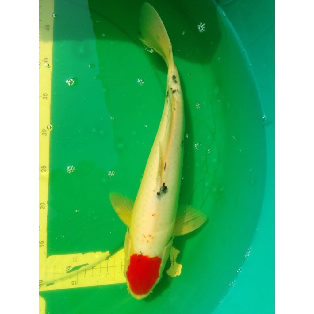 Ikan koi jenis Tancho Sanke 43cm jantan