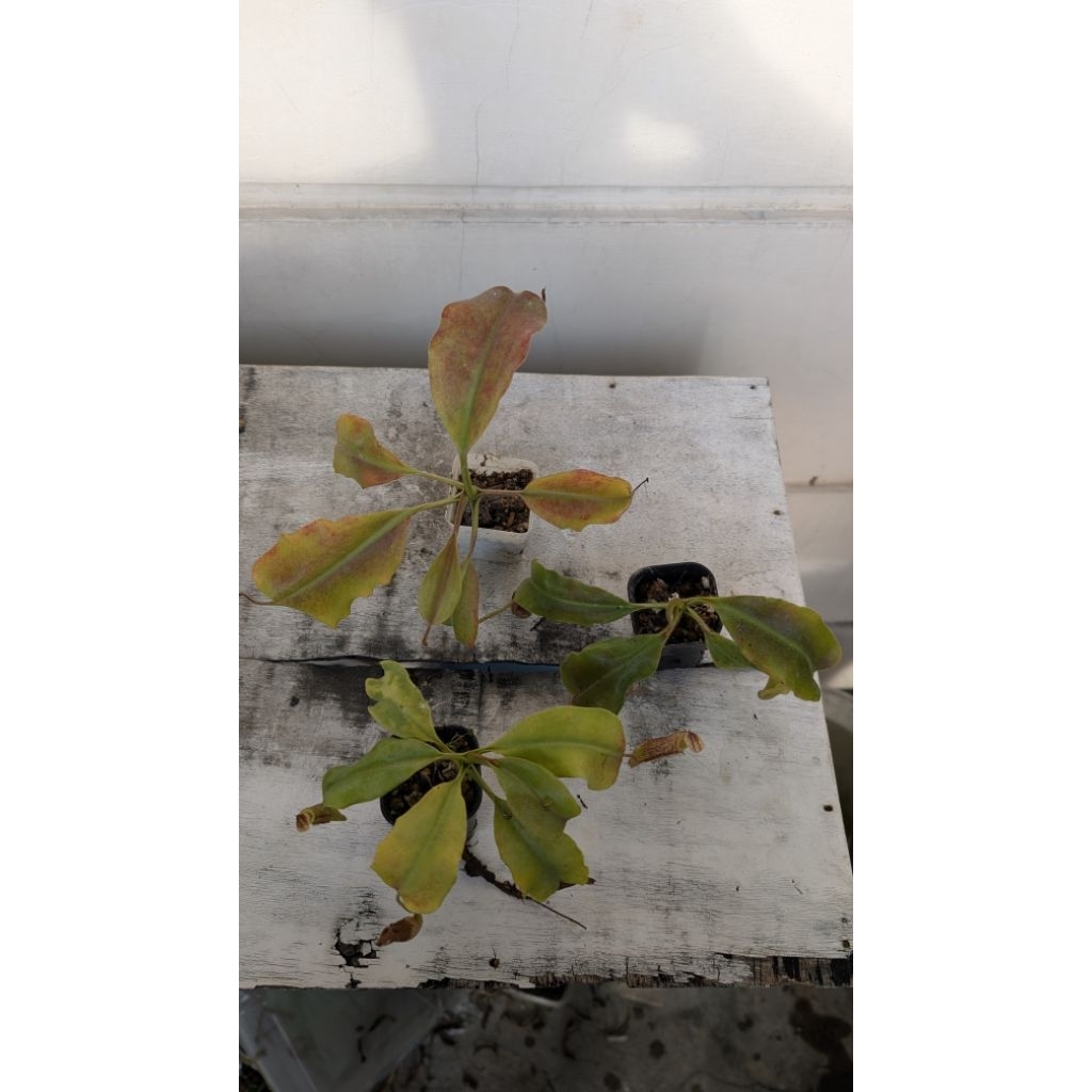 tanaman hias nepenthes/kantong Semar maxima wavy