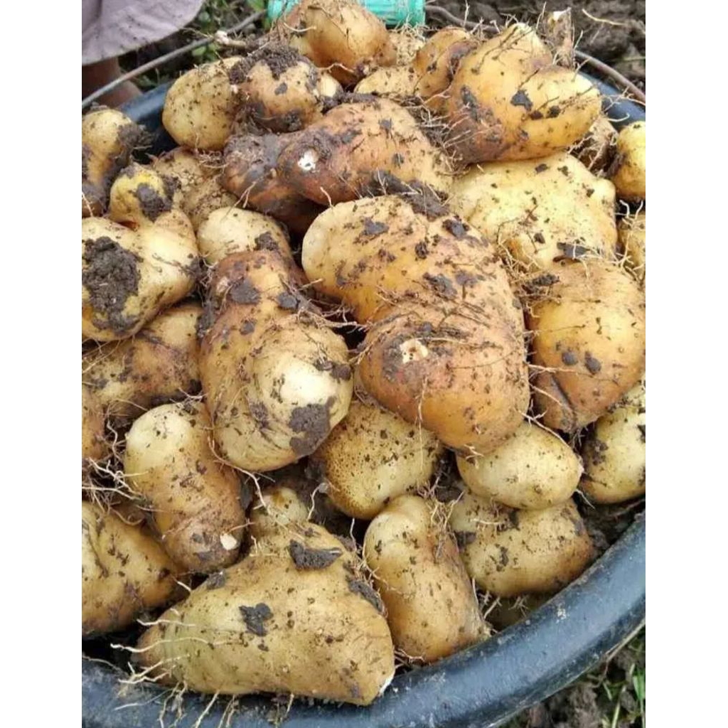 UBI GEMBILI MURAH GEMBILI VIRAL PULET LEGIT
