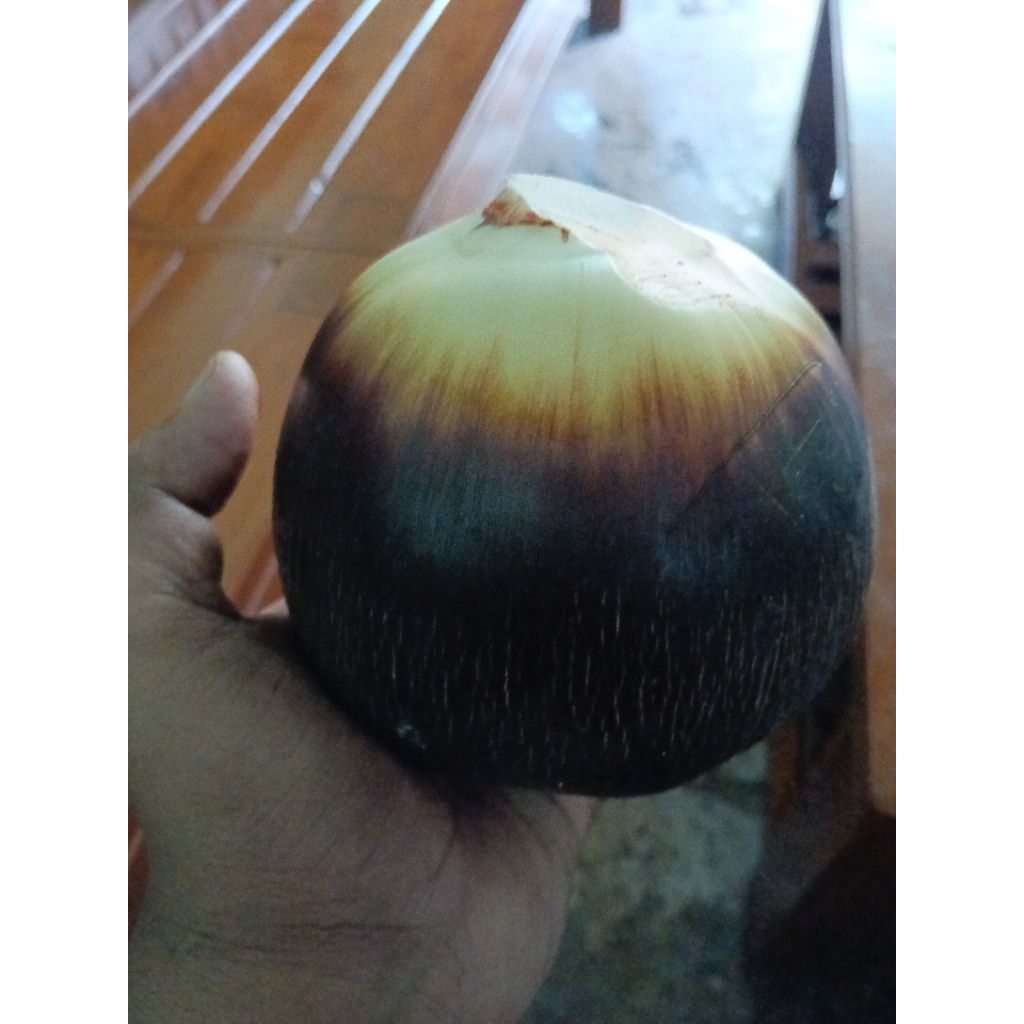 lontar kupas sendirii .murah grosir