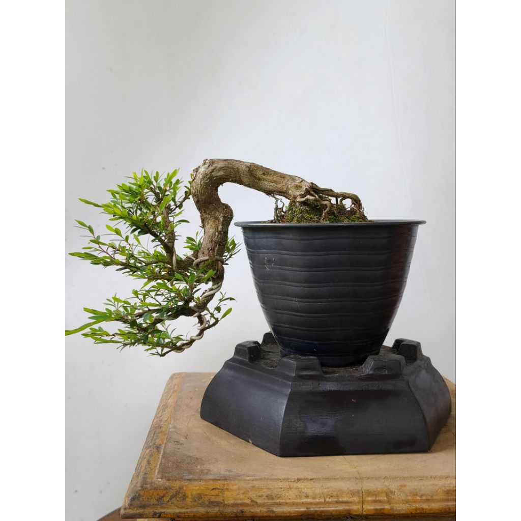bonsai cendrawasih siap pajang packing kayu