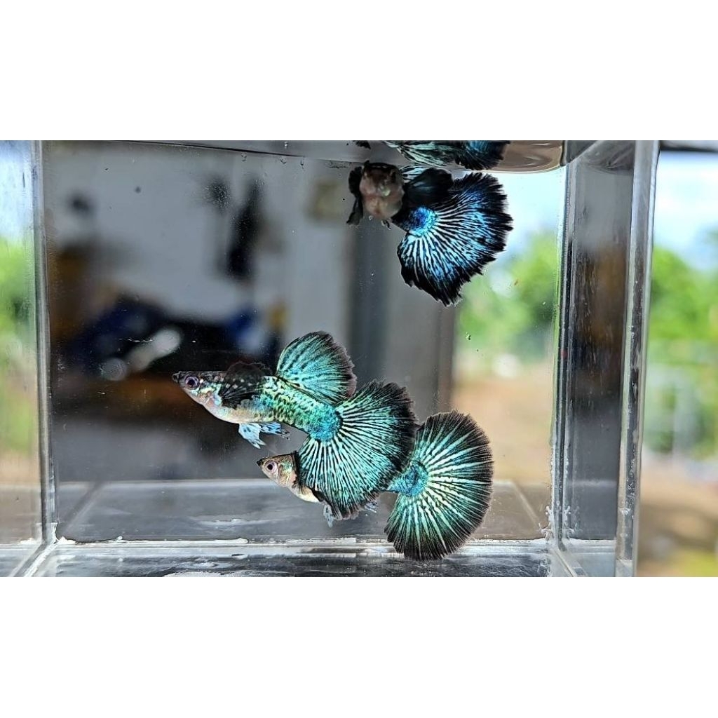 Aksesoris Guppy ( Green Dragon Ribbon&Normal)