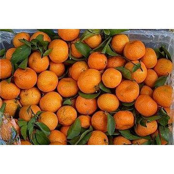 Jeruk Santang / Jeruk Mandarin (buah segar)