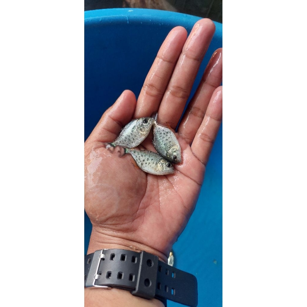 ikan piranha rbp ikan predator