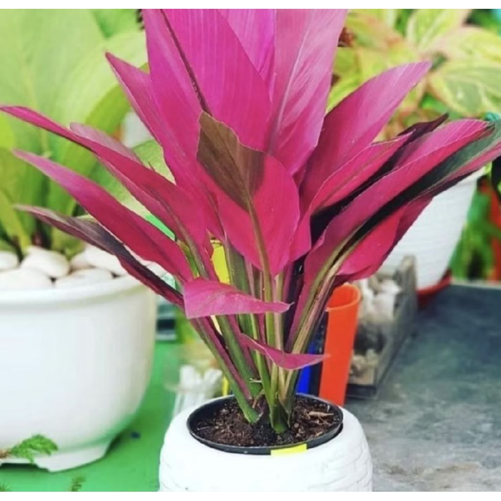 Pohon Hanjuang Merah Mini/ Tanaman Hanjuang Andong/ Hanjuang Merah Mini/ Pohon Andong