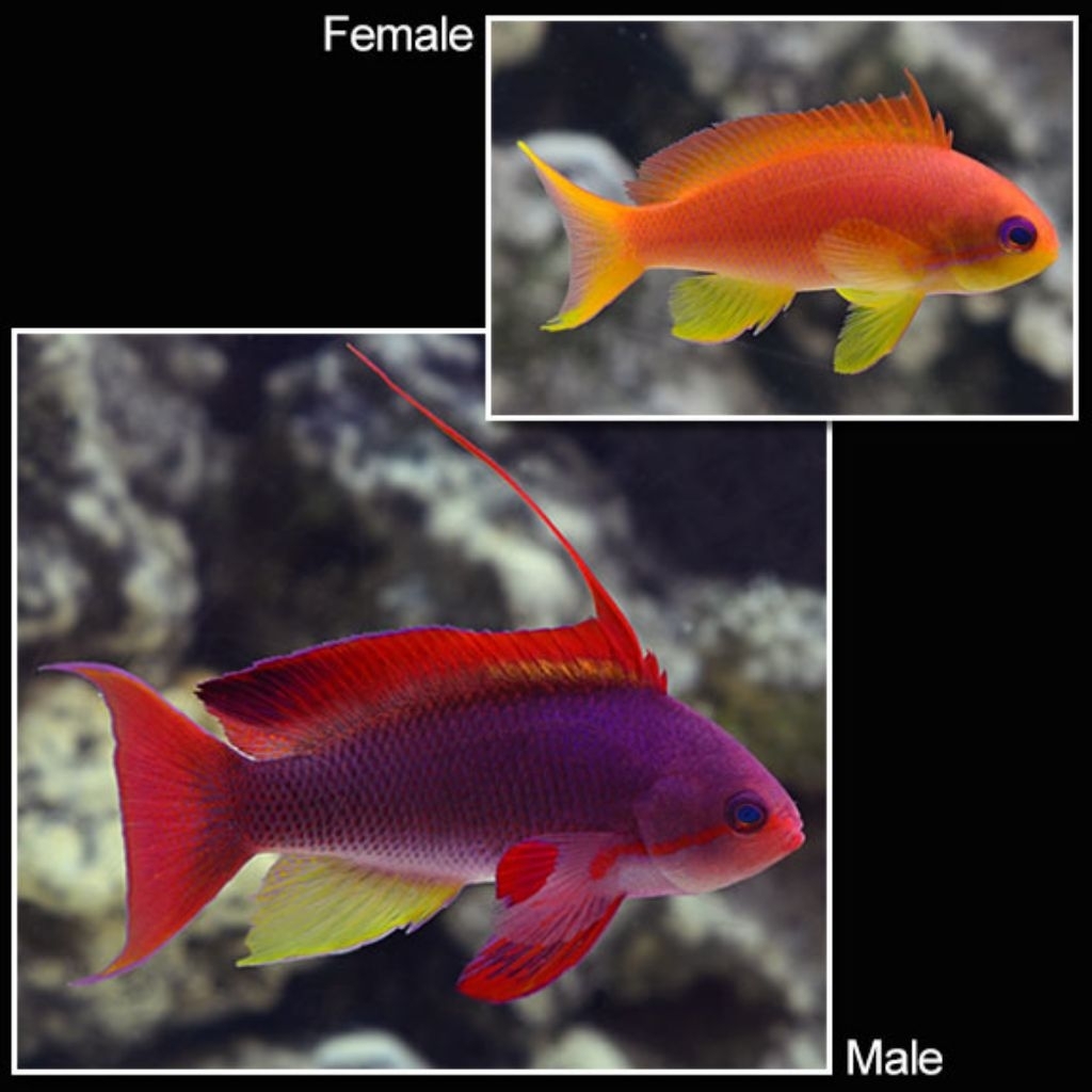 Ikan Hias Air Laut Anthias Mata Biru (Male Lyretail Anthias)