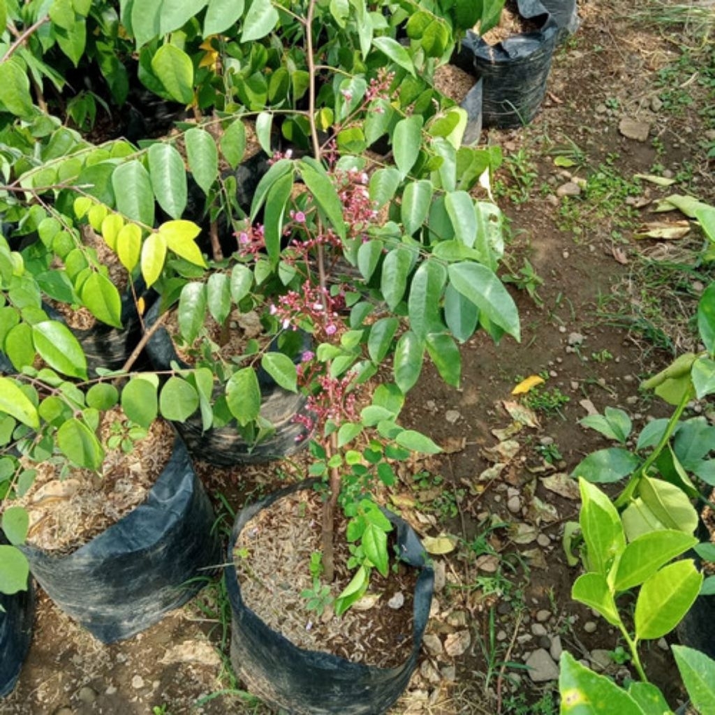 bibit tanaman belimbing madu tinggi 1 meter sudah berkembang siap berbuah