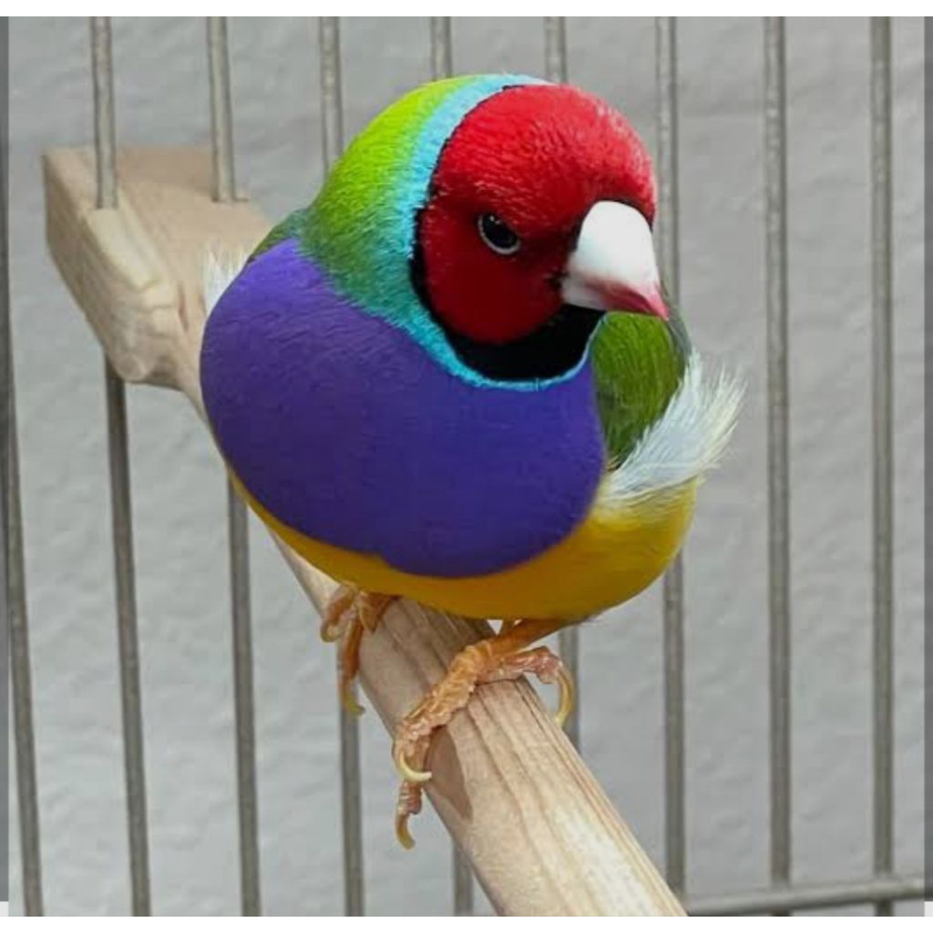 Burung Gold Amadine Jantan