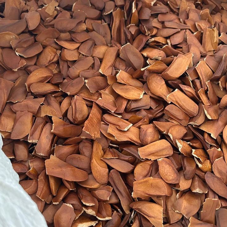 Biji Mahoni (1 Kg) / Mahogany seeds / mahoni