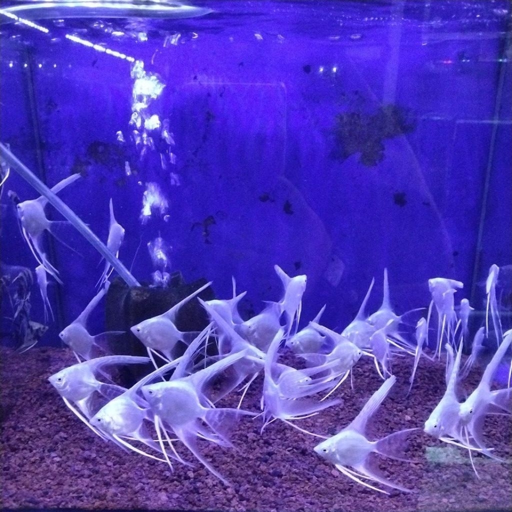 ikan manfish platinum slayer