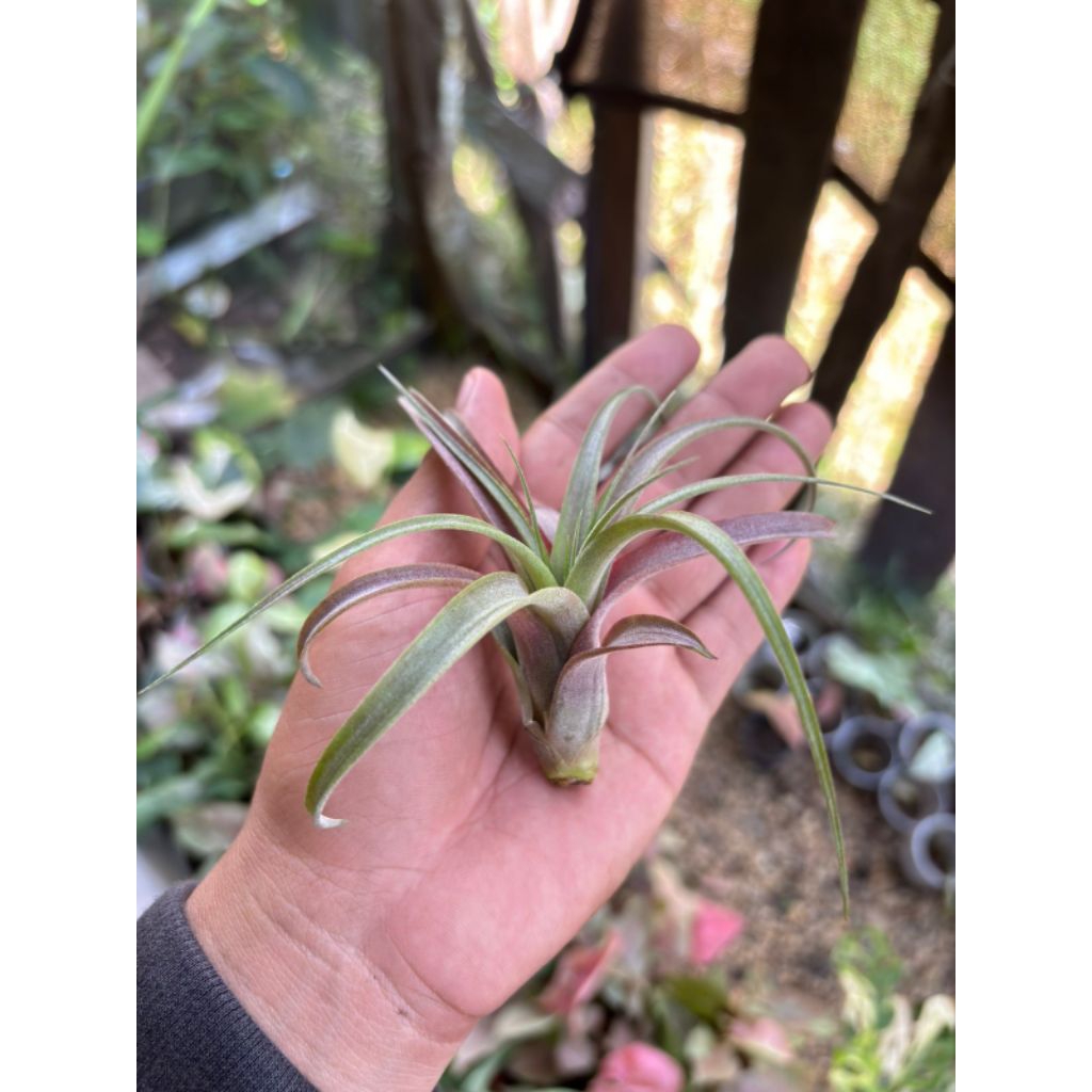 Tillandsia Love Knot sesuai video