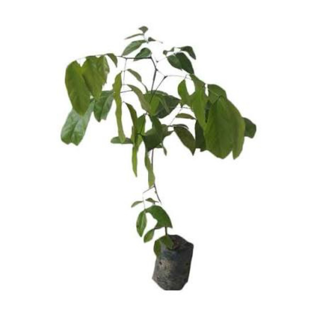 Pohon / Bibit Jengkol Super Pulen Cepat Berbuah