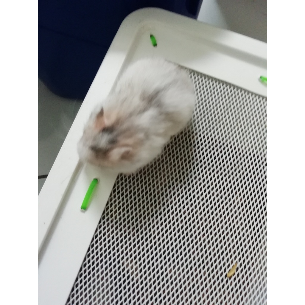 HAMSTER SYRIAN DOMSPOT 3 SHORT HAIR