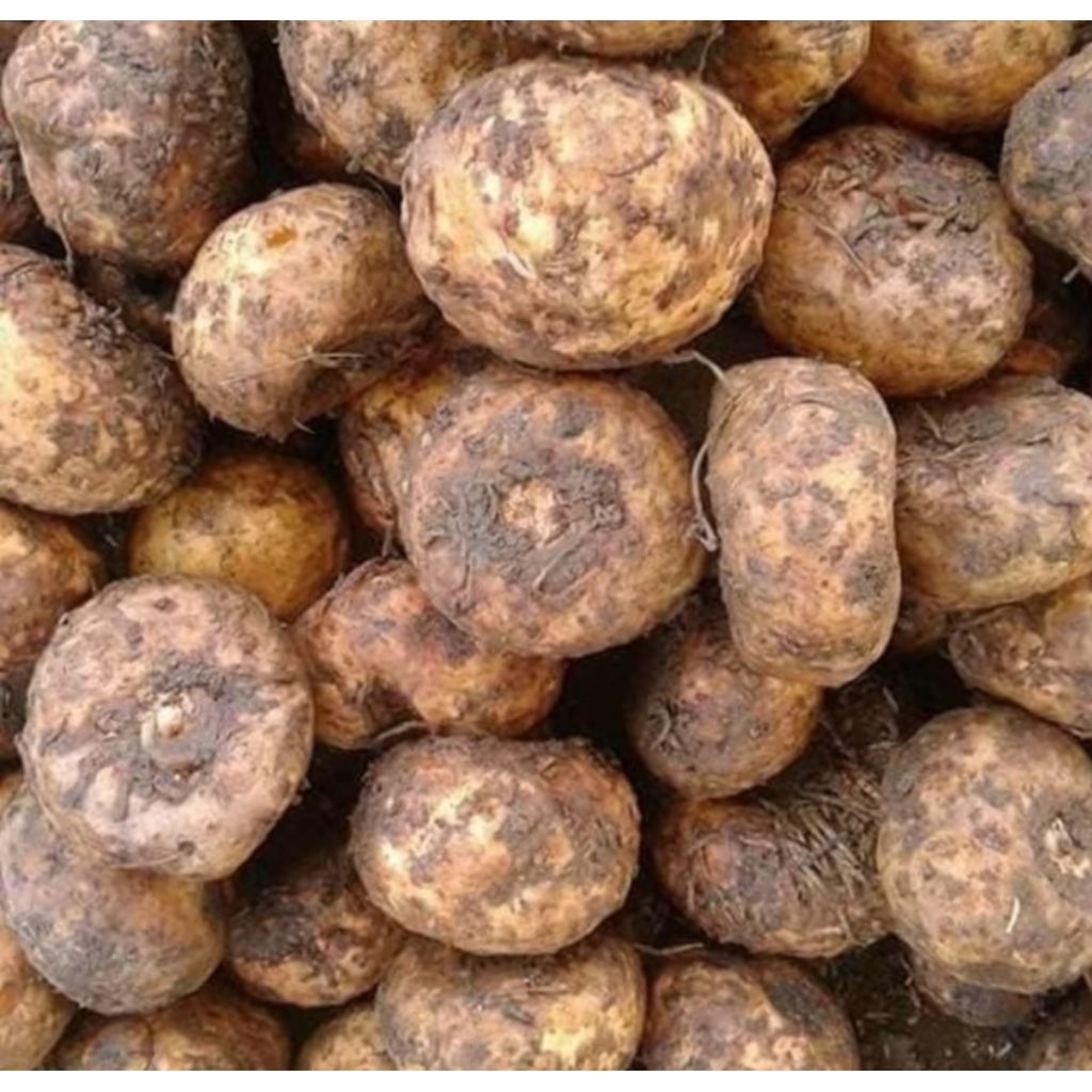 UMBI PORANG 1,kg