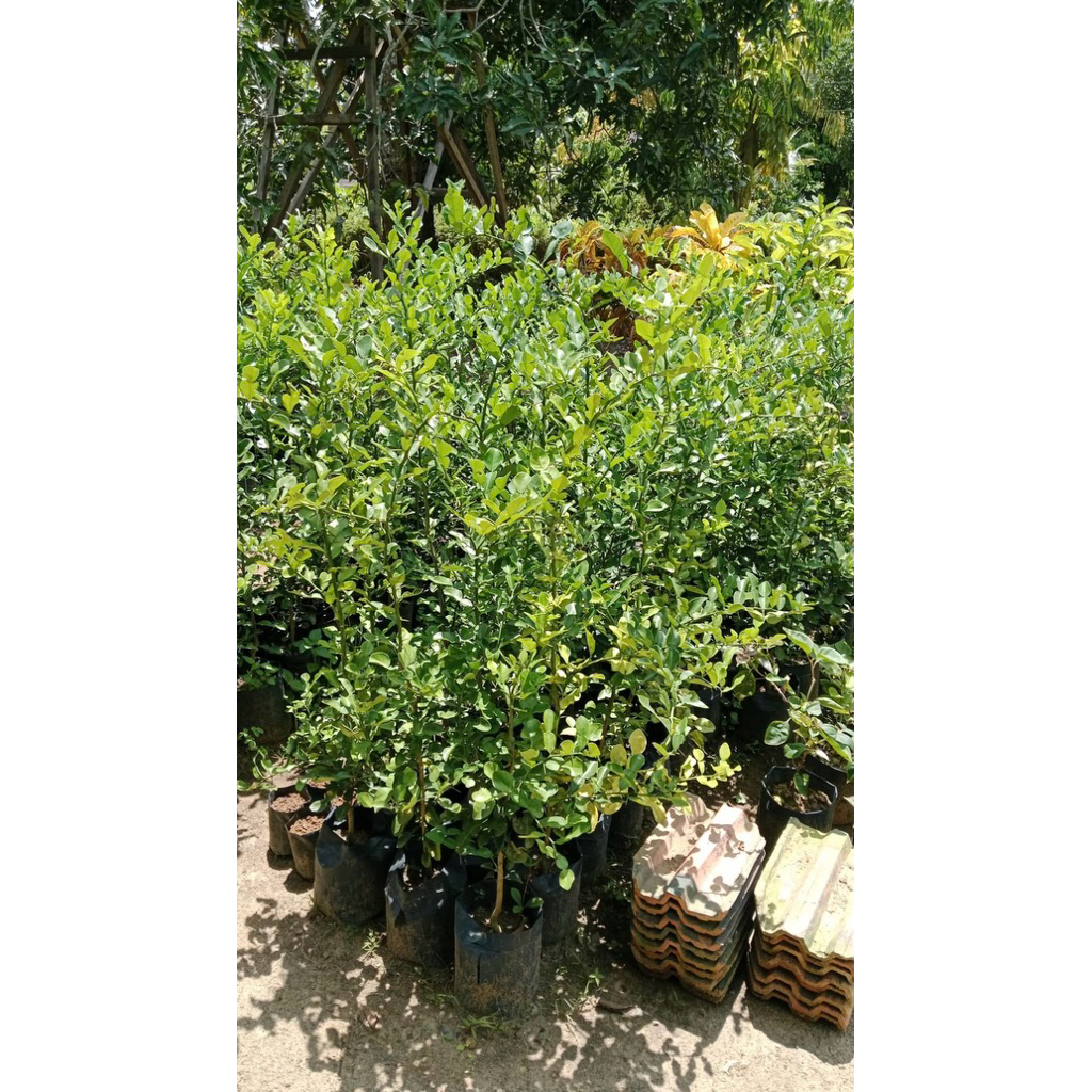 bibit daun jeruk