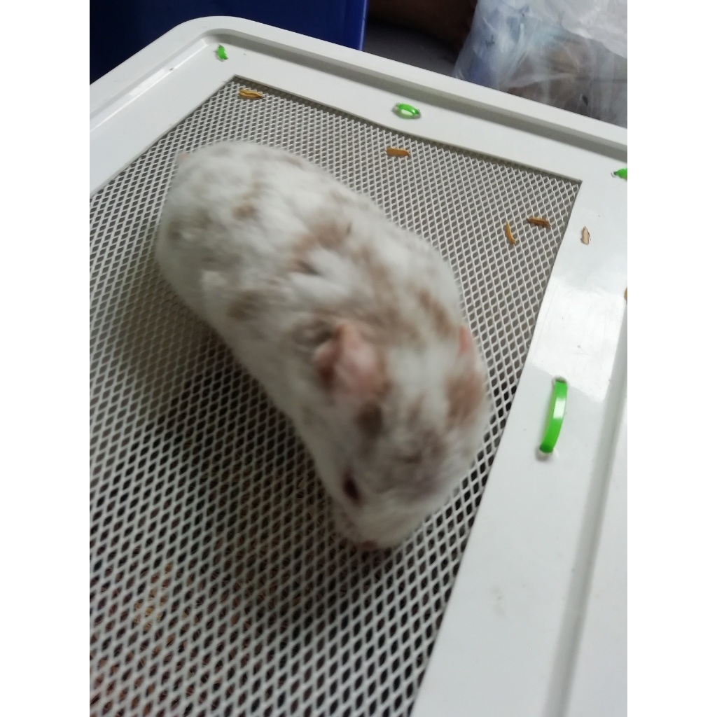 HAMSTER SYRIAN FUJIYAMA SHORT HAIR