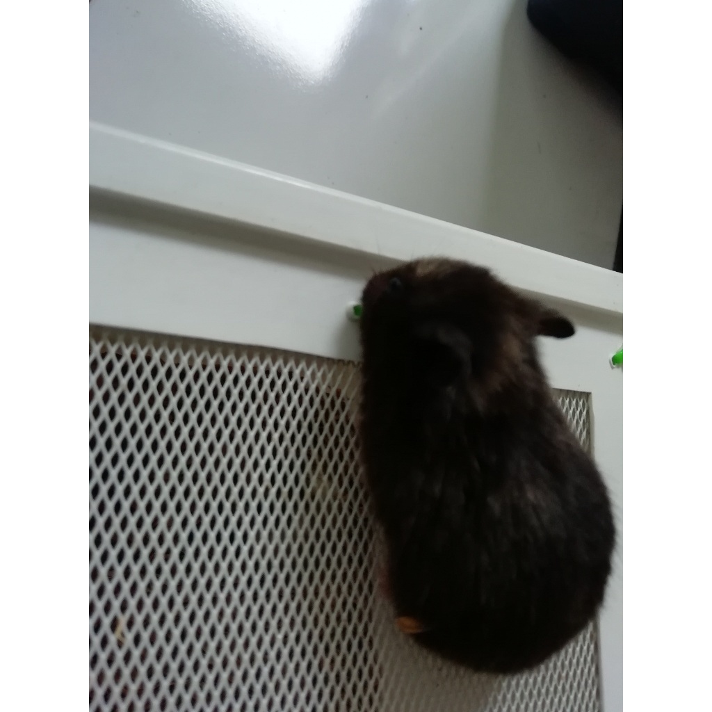 HAMSTER SYRIAN TORTO SHORT HAIR